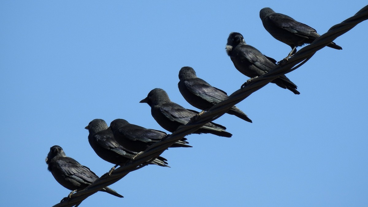 Eurasian Jackdaw - ML623885079