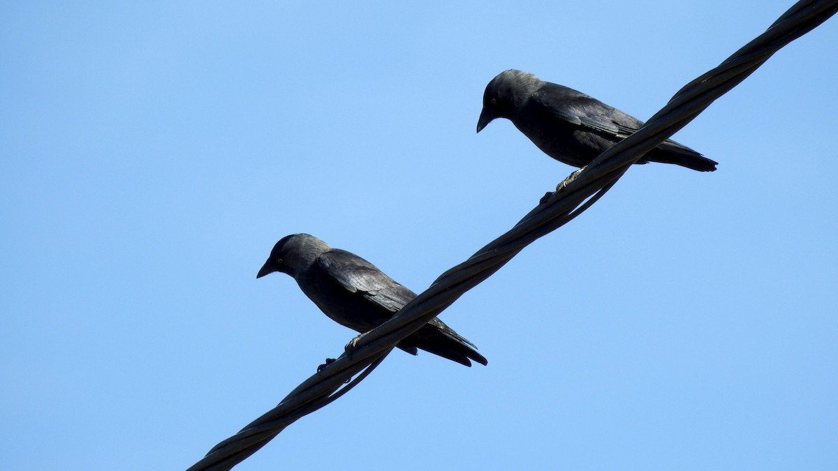 Eurasian Jackdaw - ML623885080