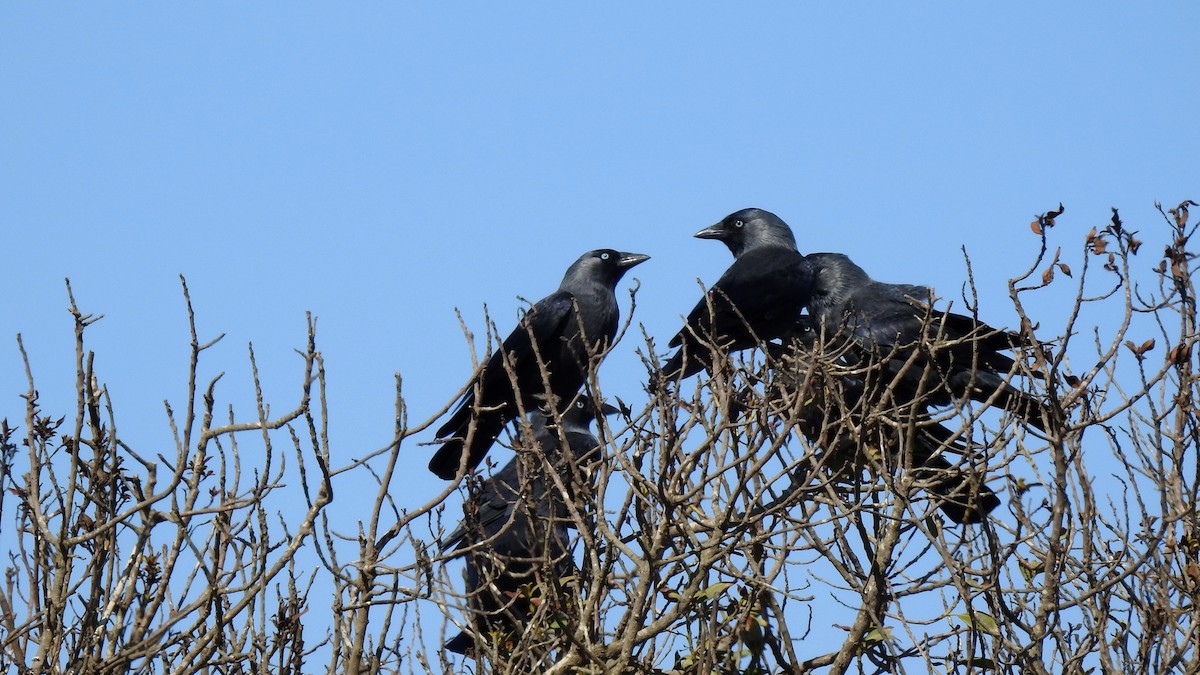 Eurasian Jackdaw - ML623885081