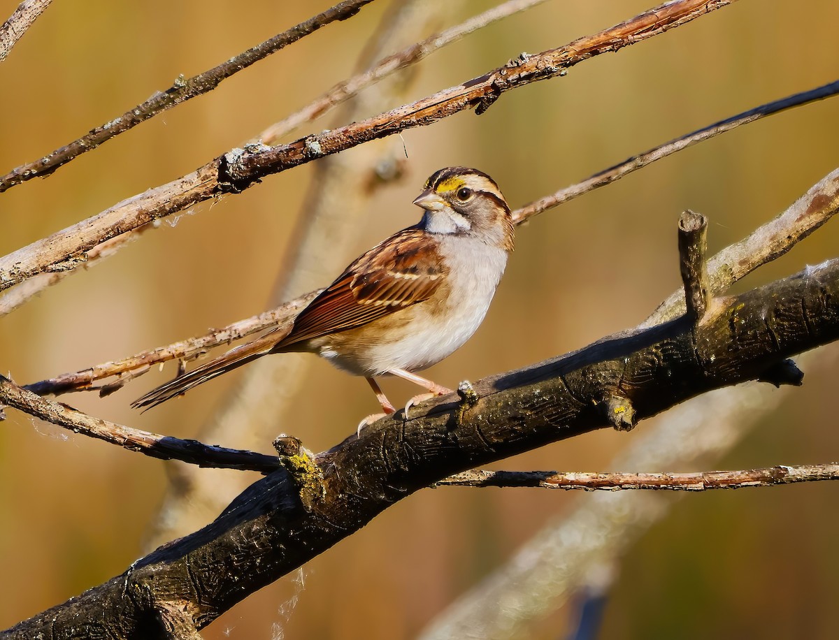 White-throated Sparrow - Eric Patry