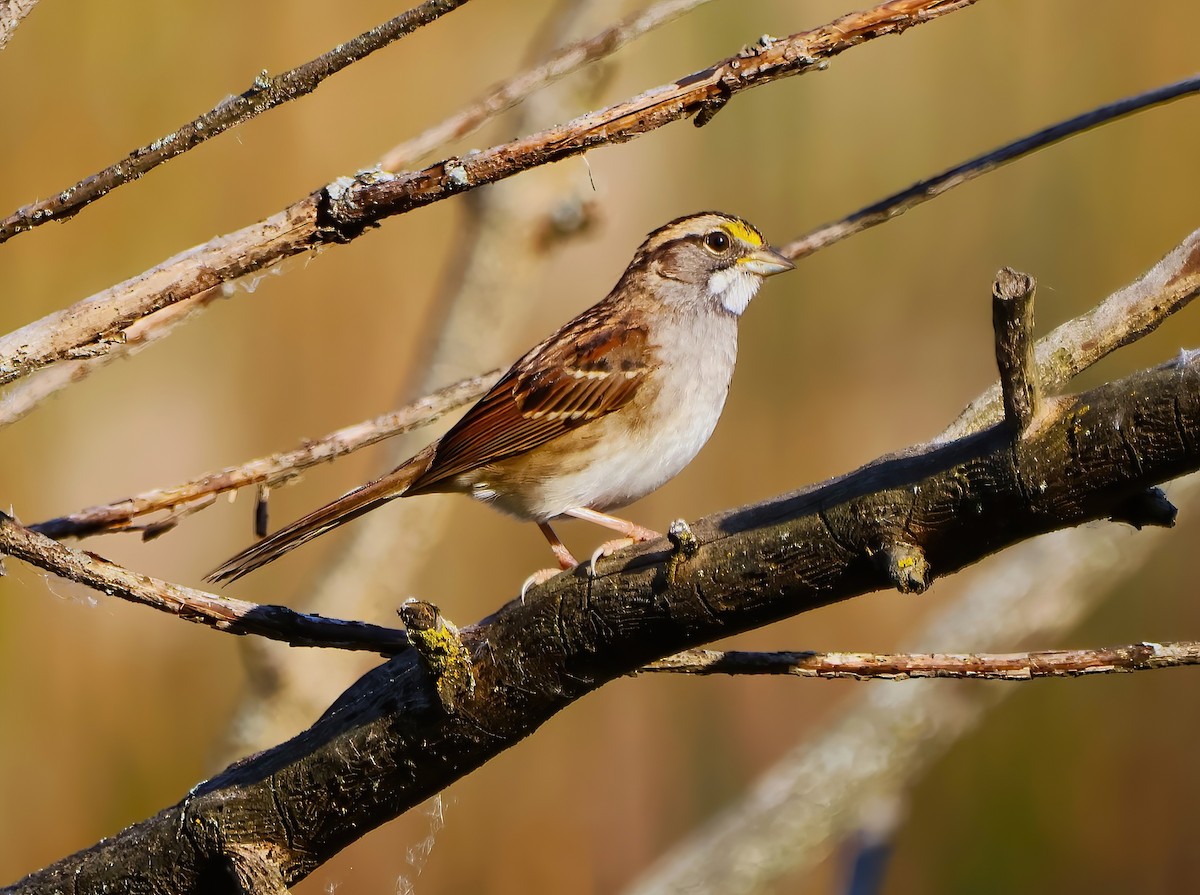 White-throated Sparrow - Eric Patry