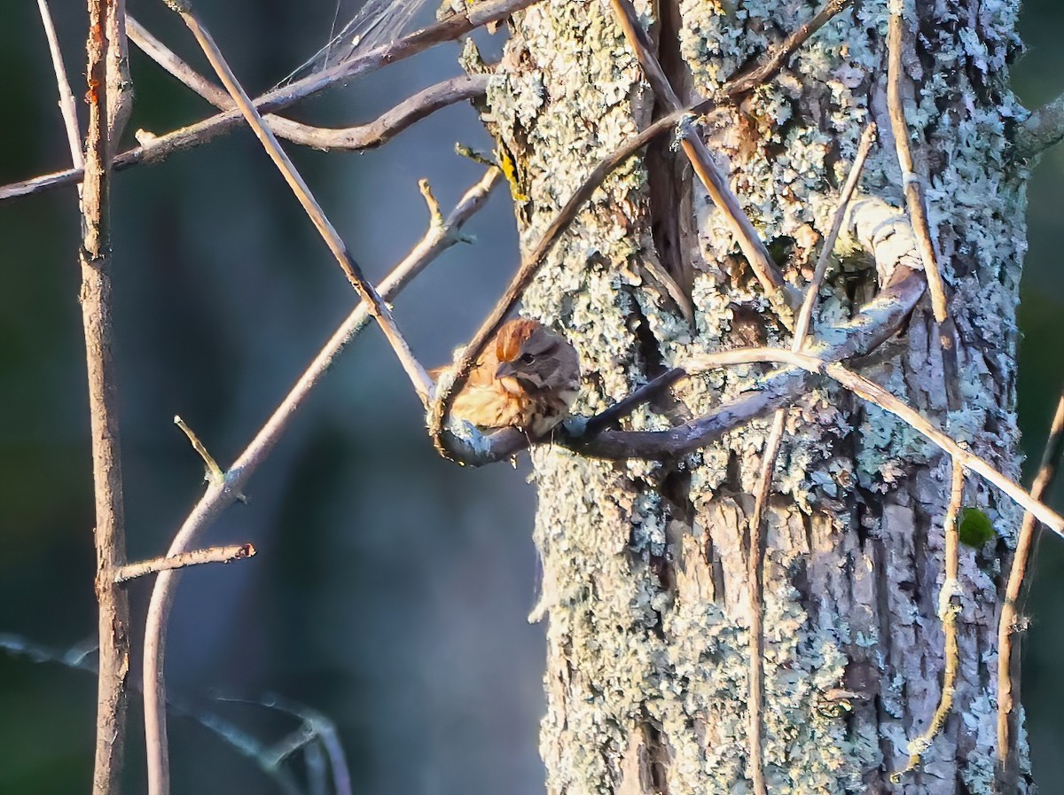 Song Sparrow - ML623885111