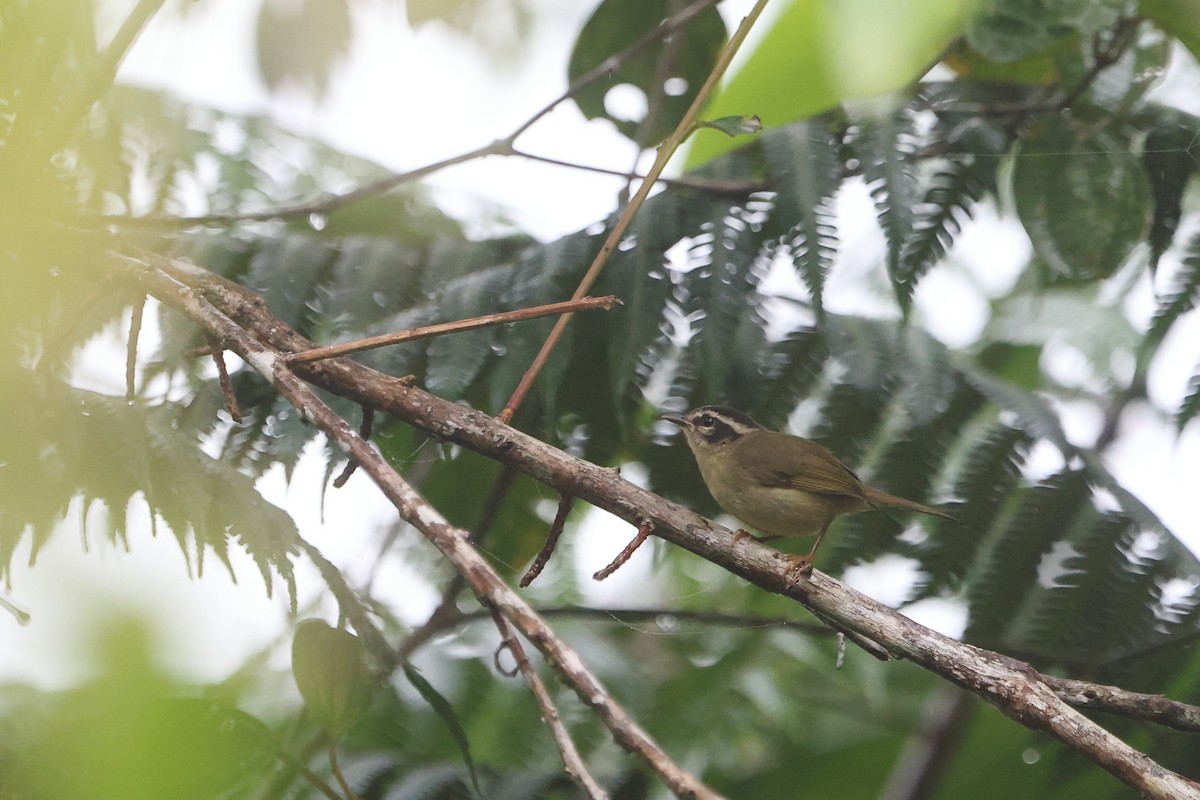 Three-striped Warbler - ML623885120