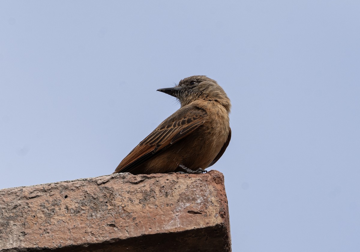 Cliff Flycatcher - ML623885123