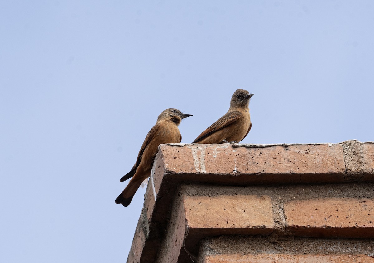 Cliff Flycatcher - ML623885124