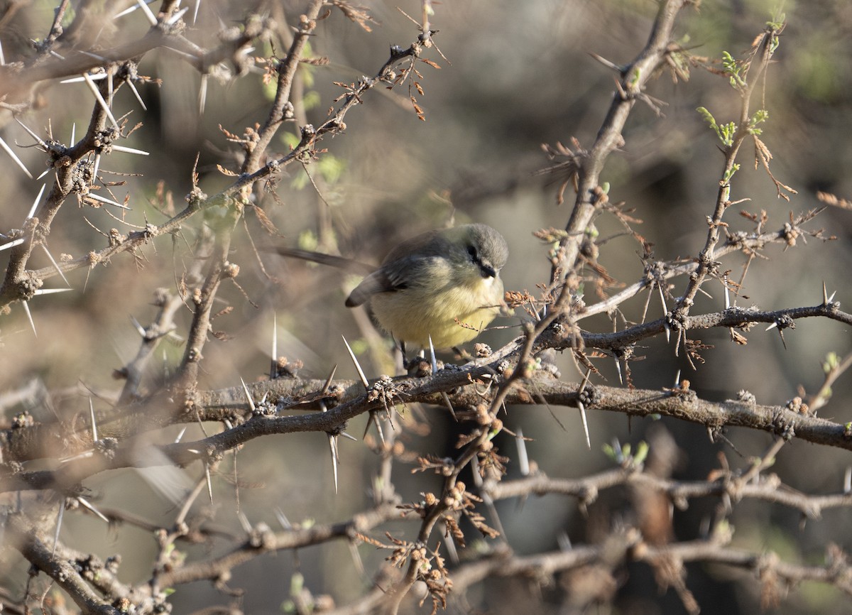 Greater Wagtail-Tyrant - ML623885172