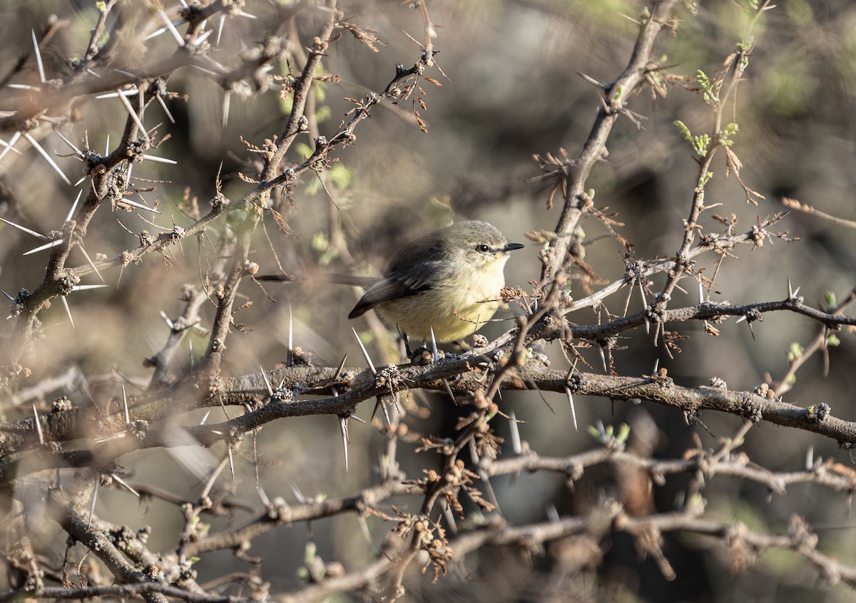 Greater Wagtail-Tyrant - ML623885174