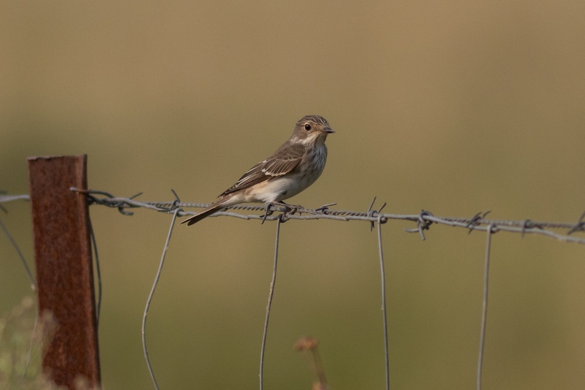 Spotted Flycatcher - Carlos Fernández Díaz