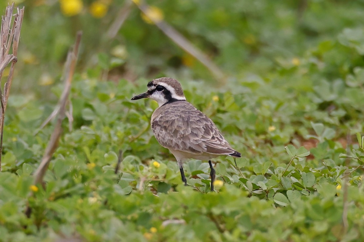 Kittlitz's Plover - ML623885191