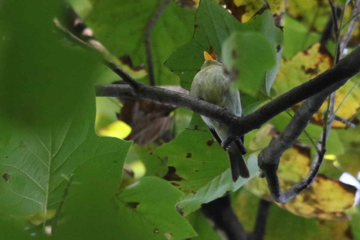 Yellow-bellied Flycatcher - ML623885198