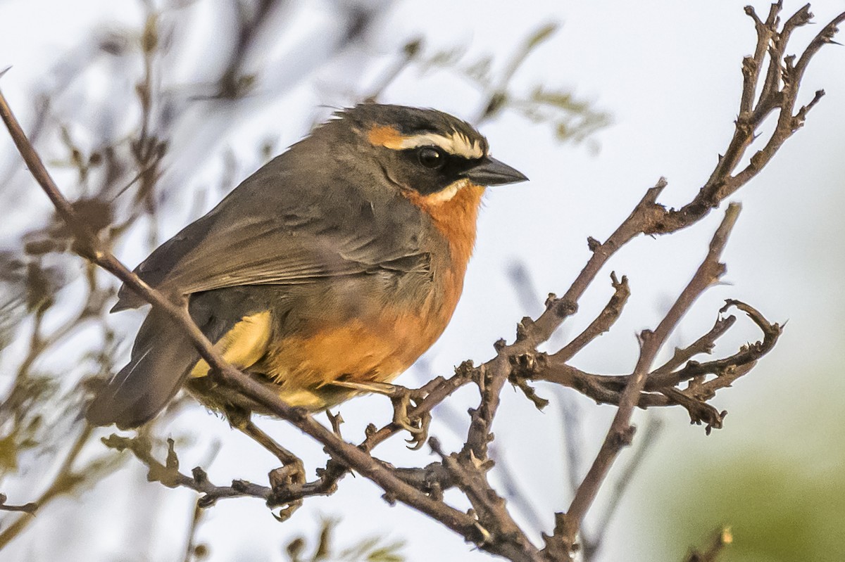 Black-and-rufous Warbling Finch - ML623885208