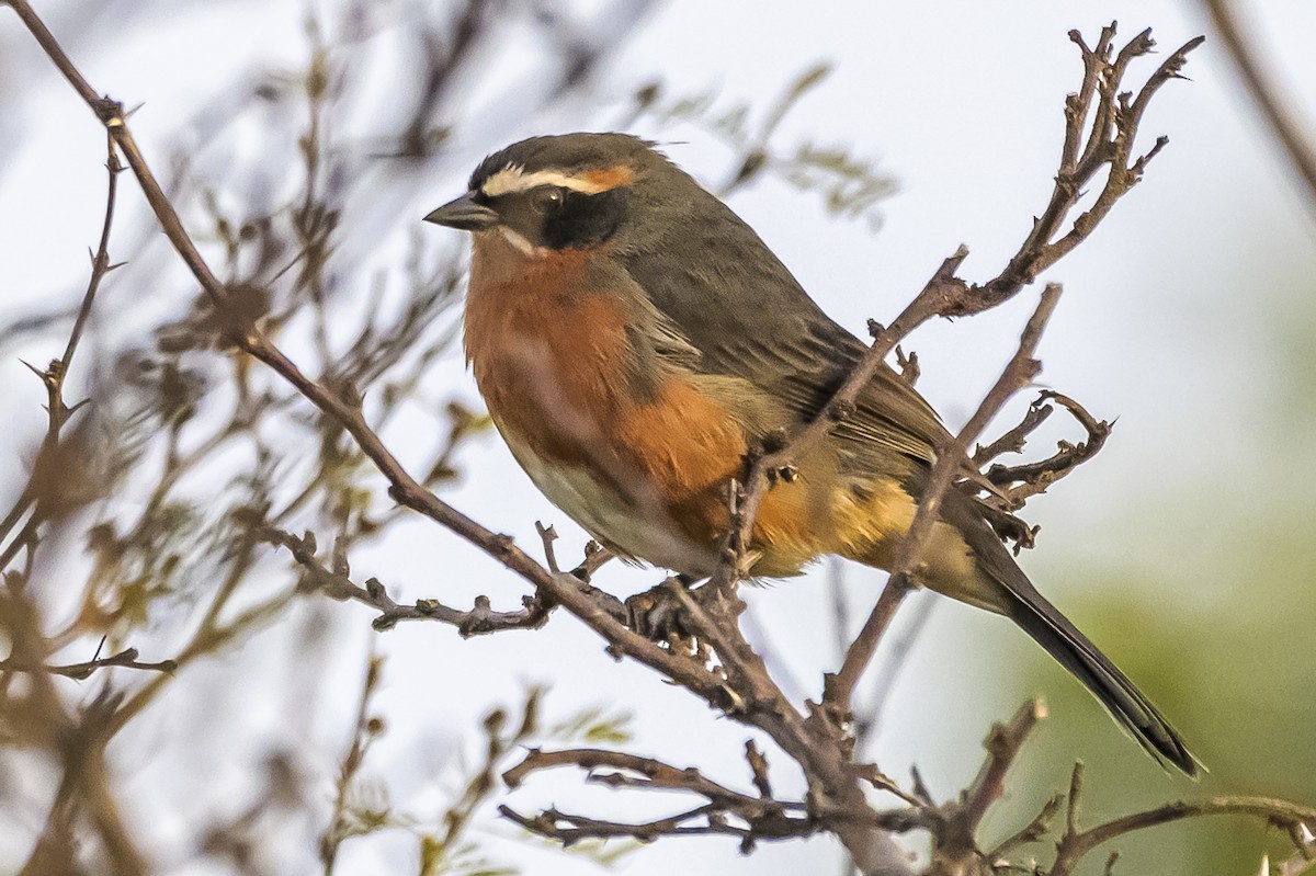 Black-and-rufous Warbling Finch - ML623885210