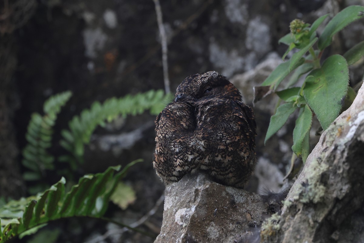 Lyre-tailed Nightjar - Gang Wu