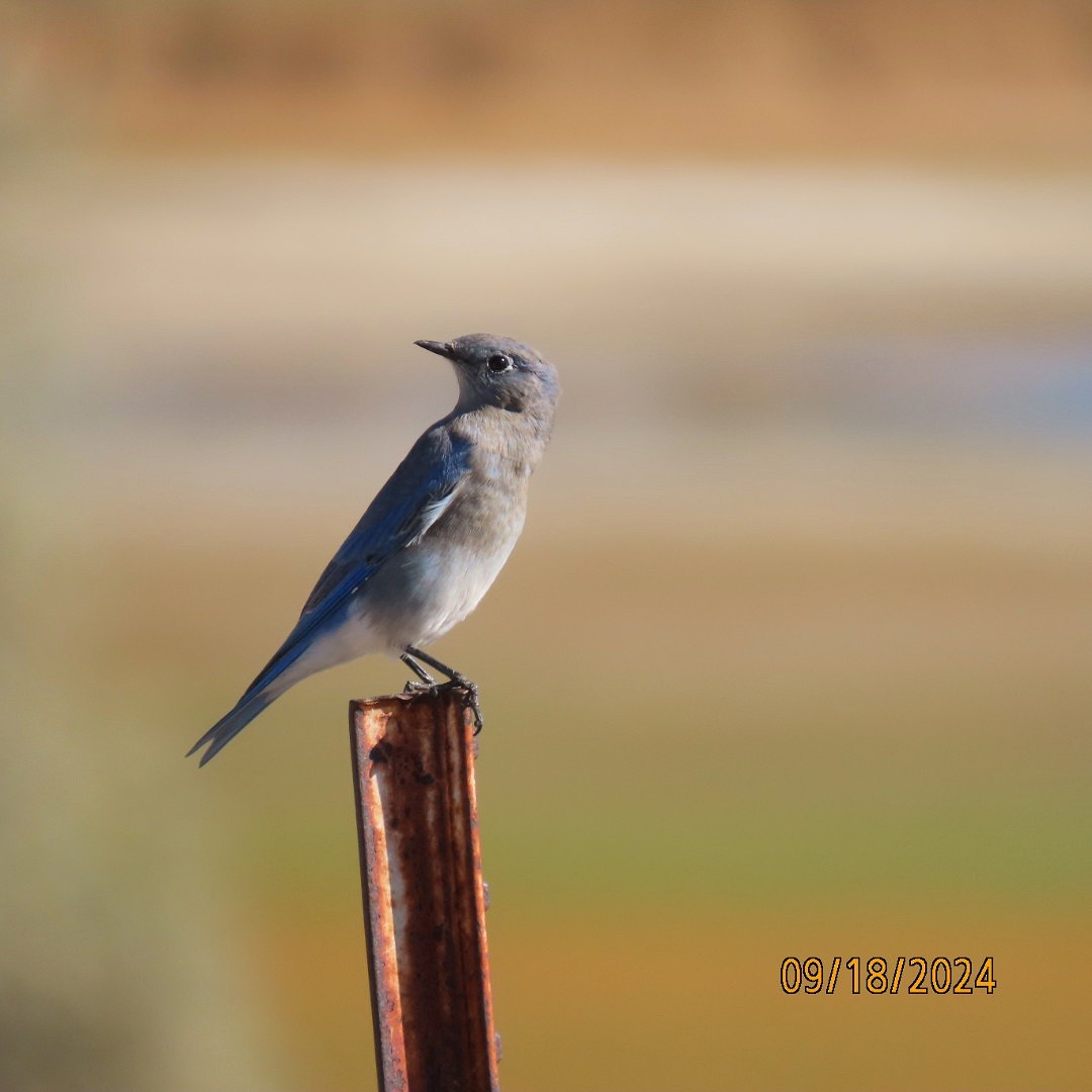 Mountain Bluebird - ML623885235