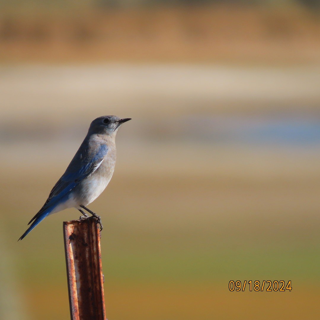 Mountain Bluebird - ML623885236