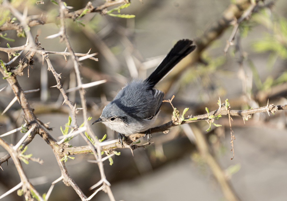 Masked Gnatcatcher - ML623885238