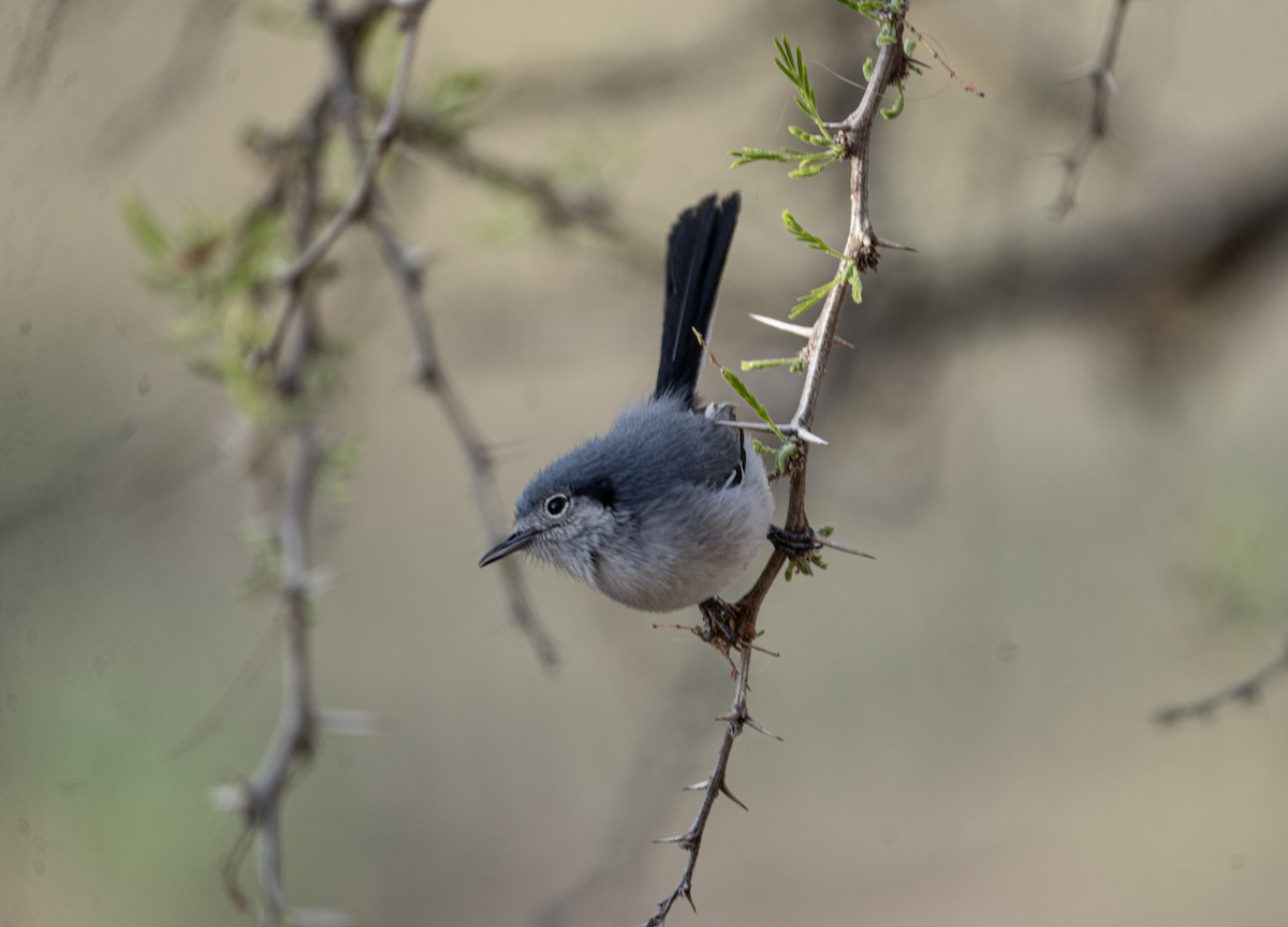 Masked Gnatcatcher - ML623885239