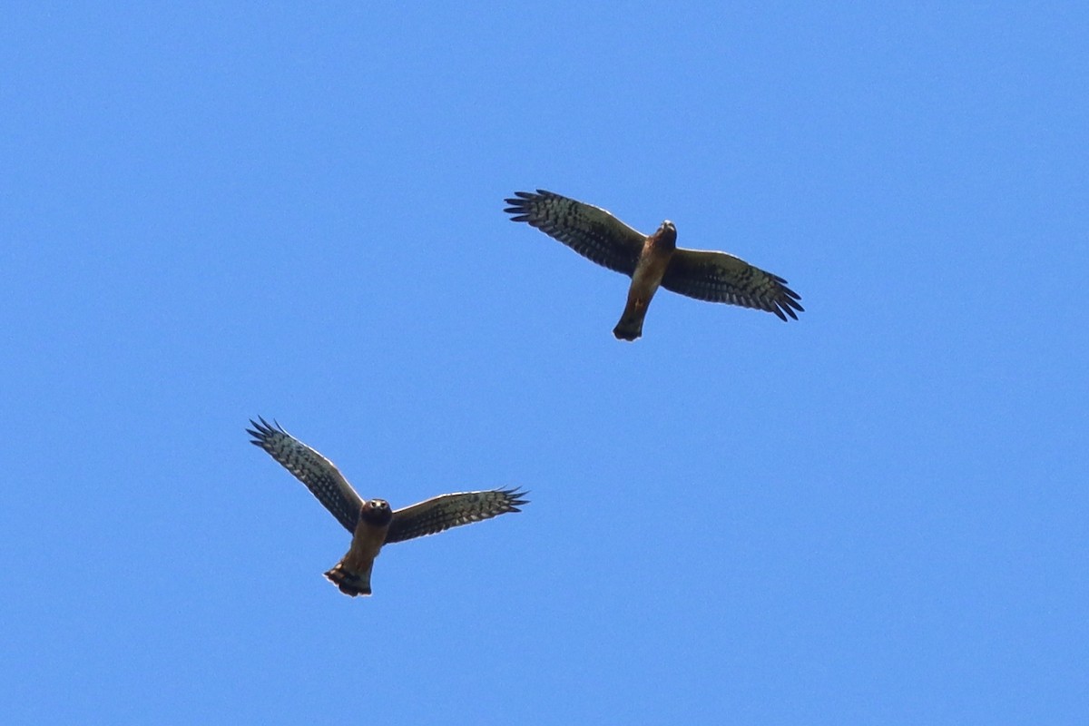 Northern Harrier - ML623885253