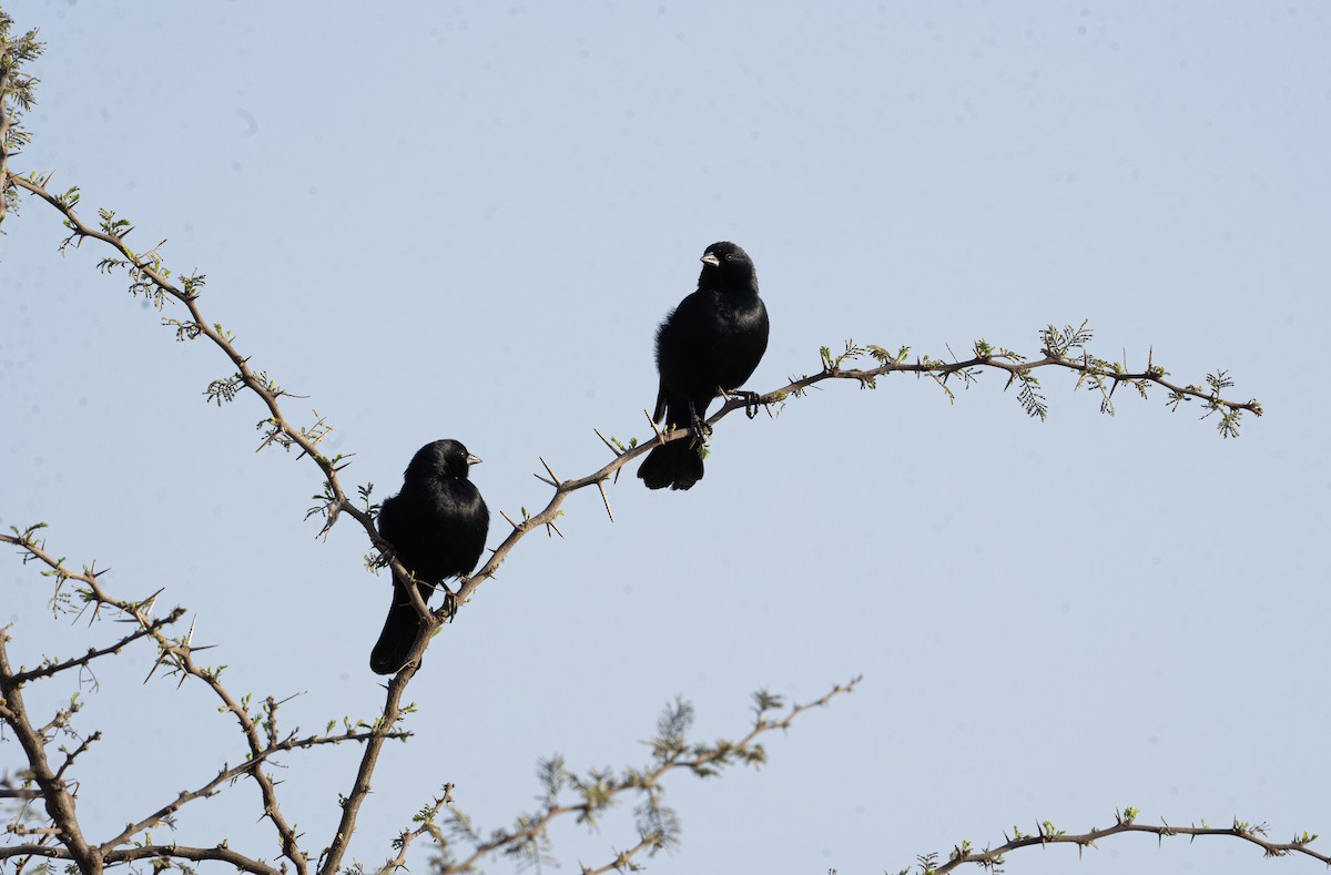 Shiny Cowbird - ML623885278