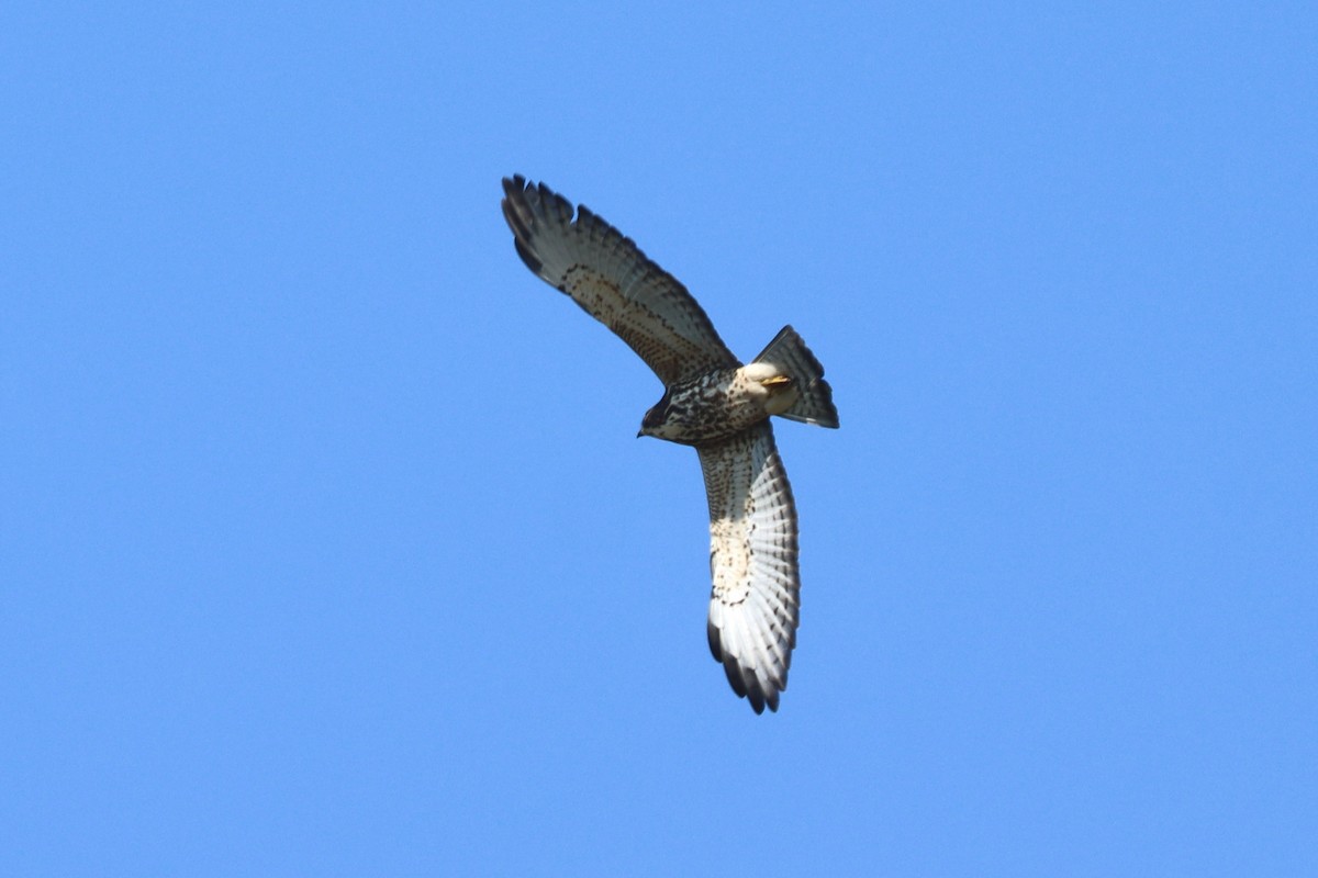 Broad-winged Hawk - ML623885301