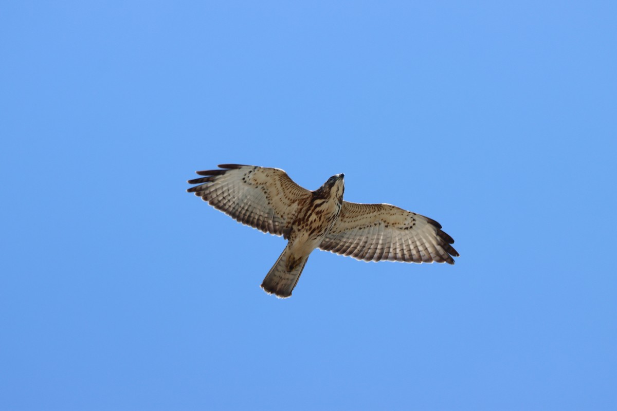 Broad-winged Hawk - ML623885302