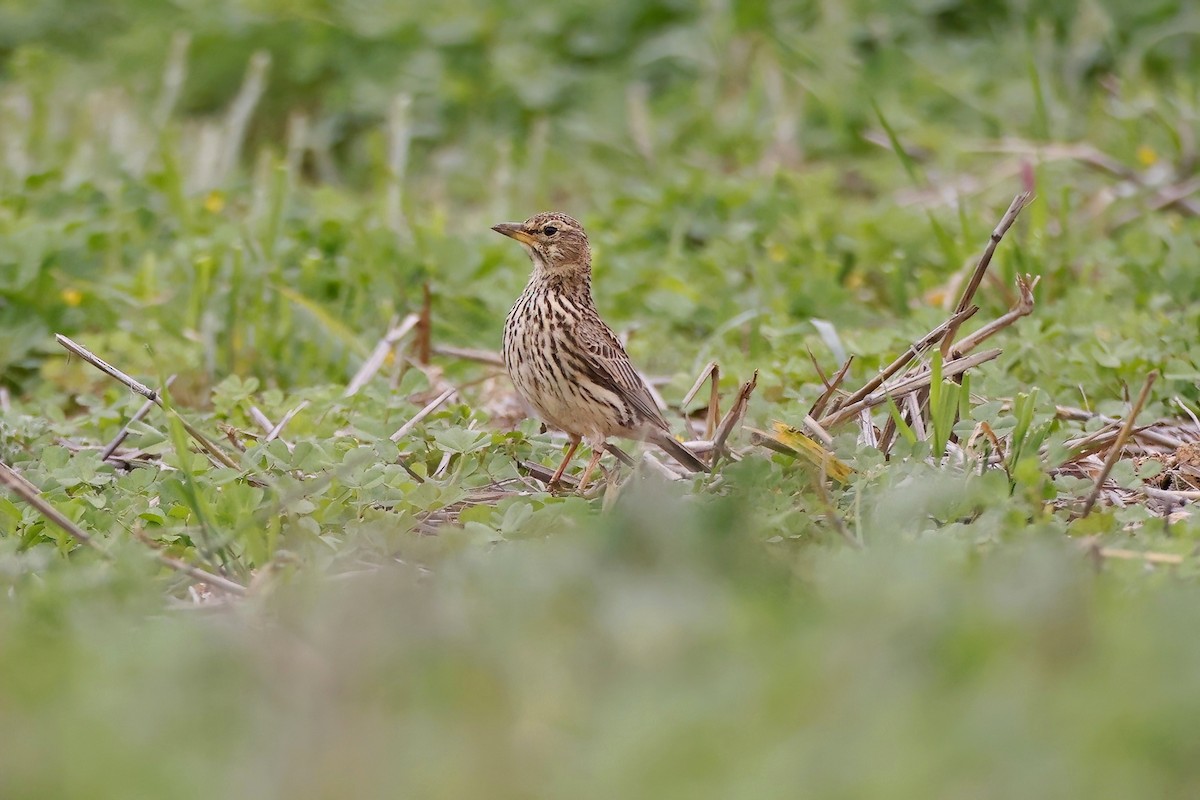 Large-billed Lark - Marcin Sidelnik