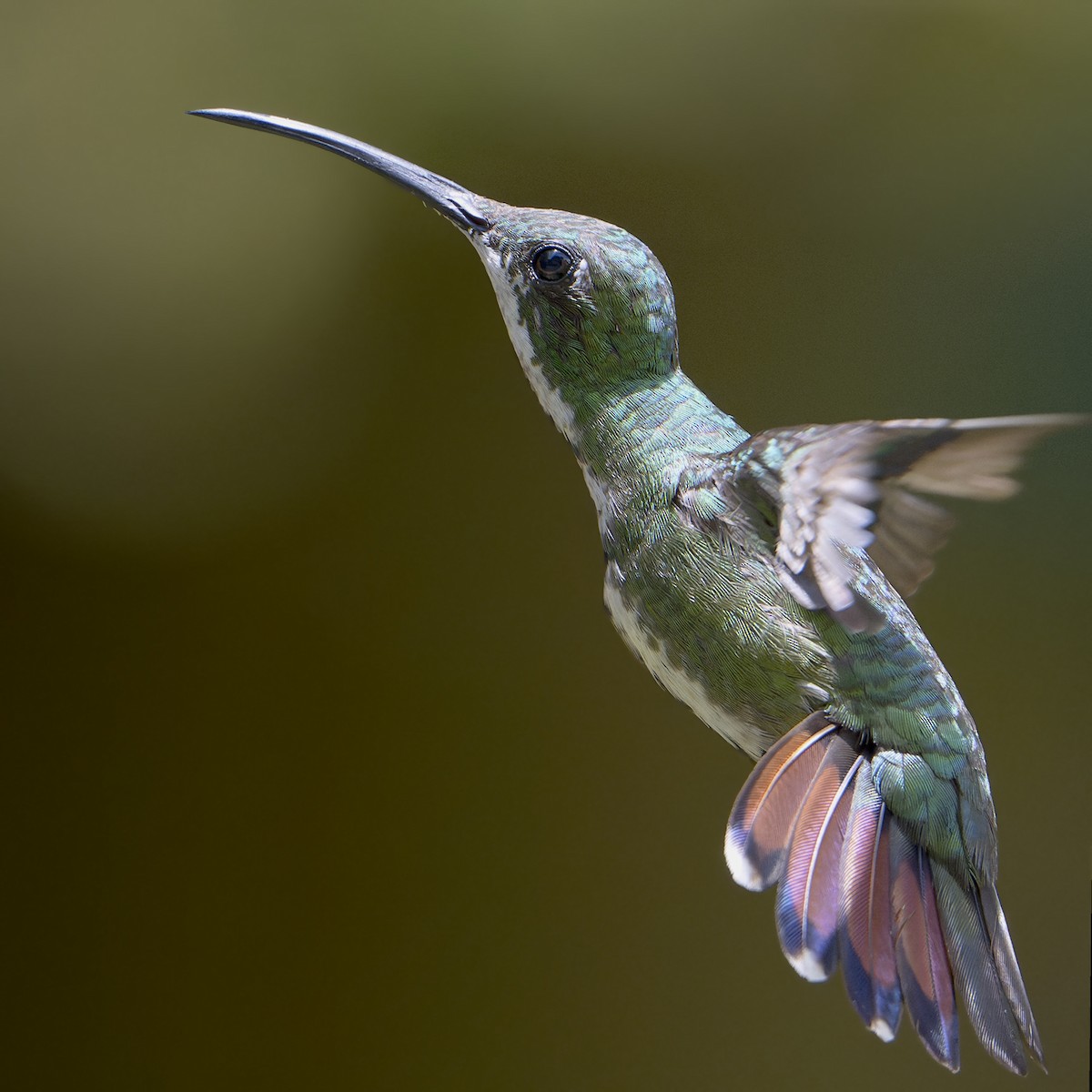 Green-breasted Mango - ML623885313