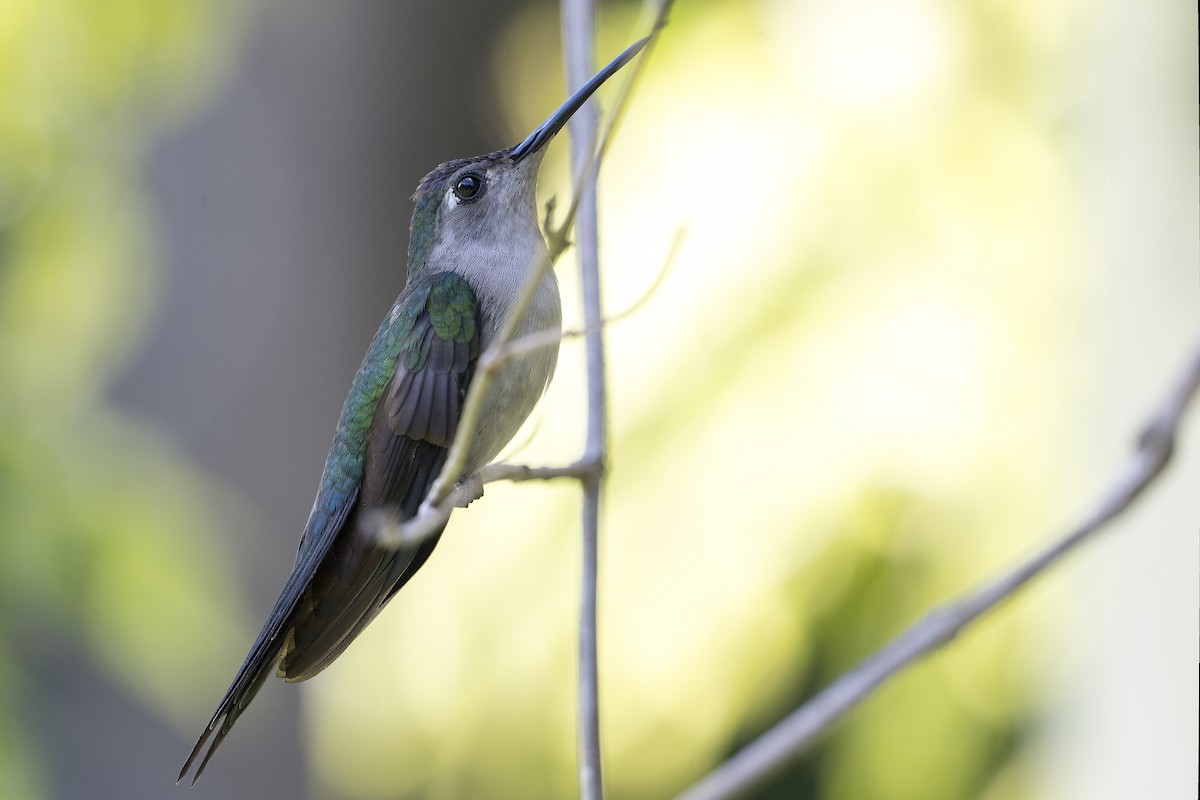 Wedge-tailed Sabrewing - ML623885316