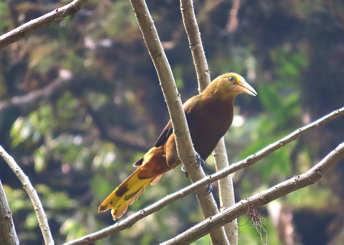 Russet-backed Oropendola - ML623885318