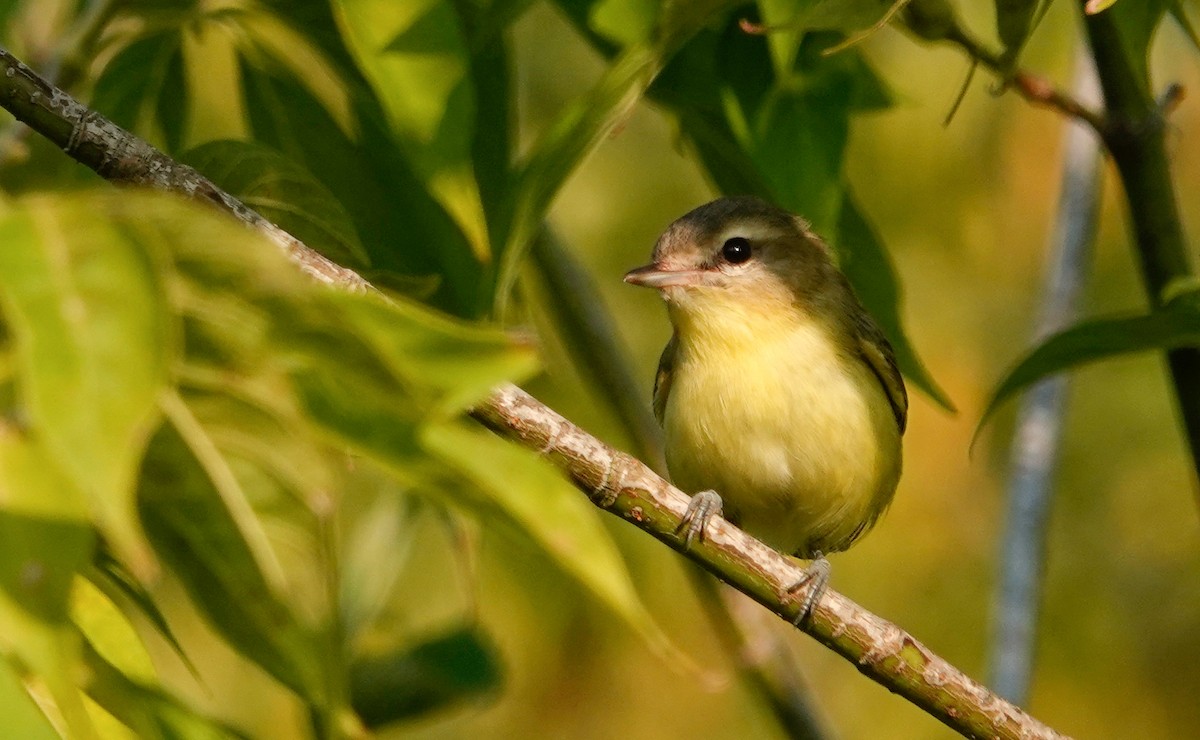 Philadelphia Vireo - ML623885319