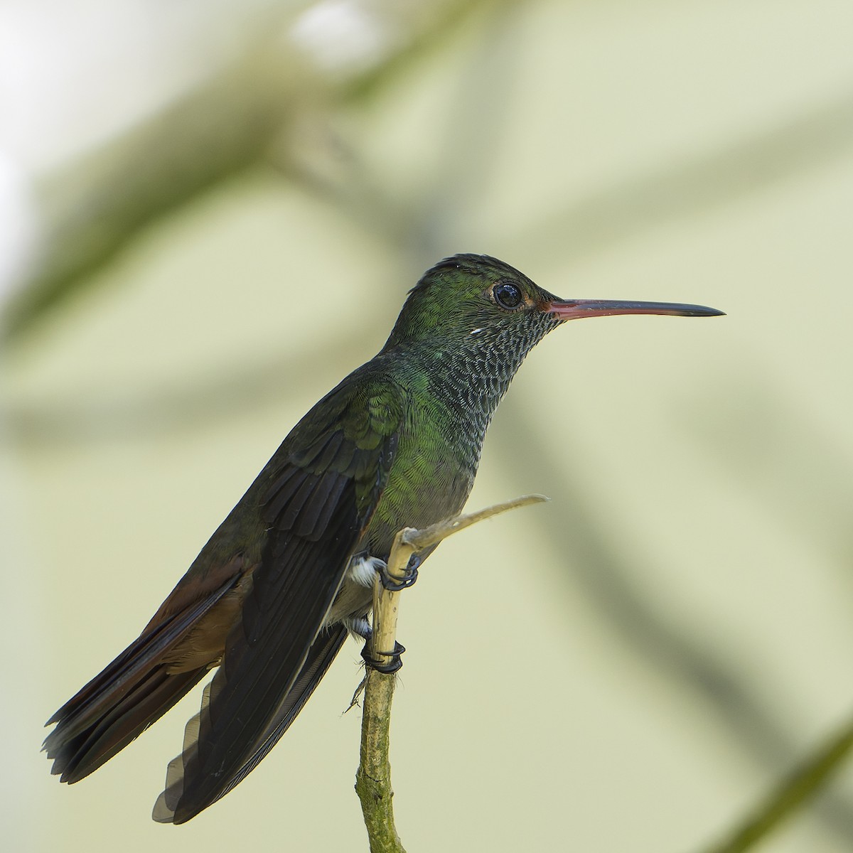 Rufous-tailed Hummingbird - ML623885327