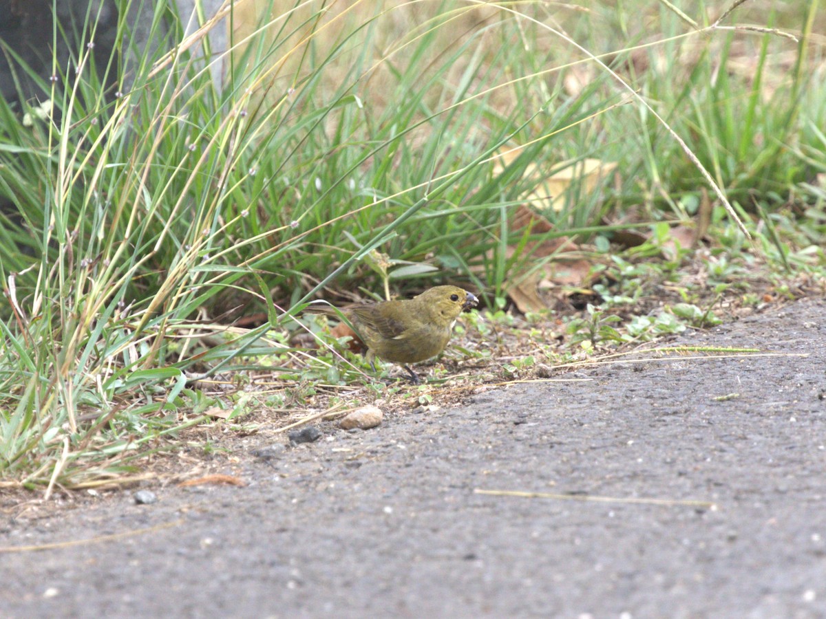 Yellow-bellied Seedeater - ML623885328