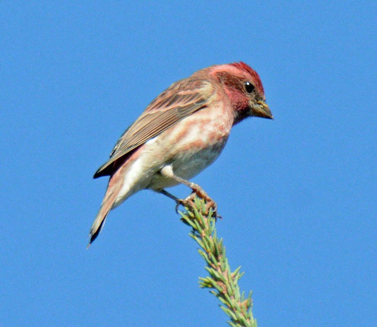 Purple Finch (Eastern) - ML623885332