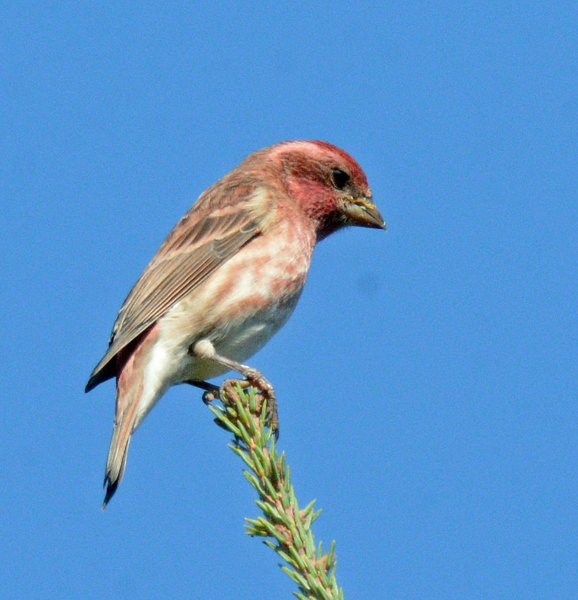 Purple Finch (Eastern) - ML623885333