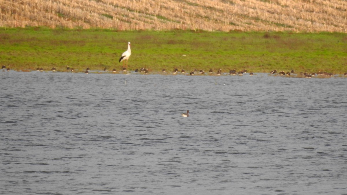 Pink-footed Goose - ML623885335