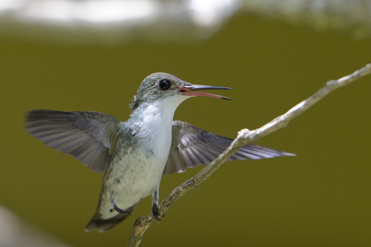 White-bellied Emerald - ML623885337