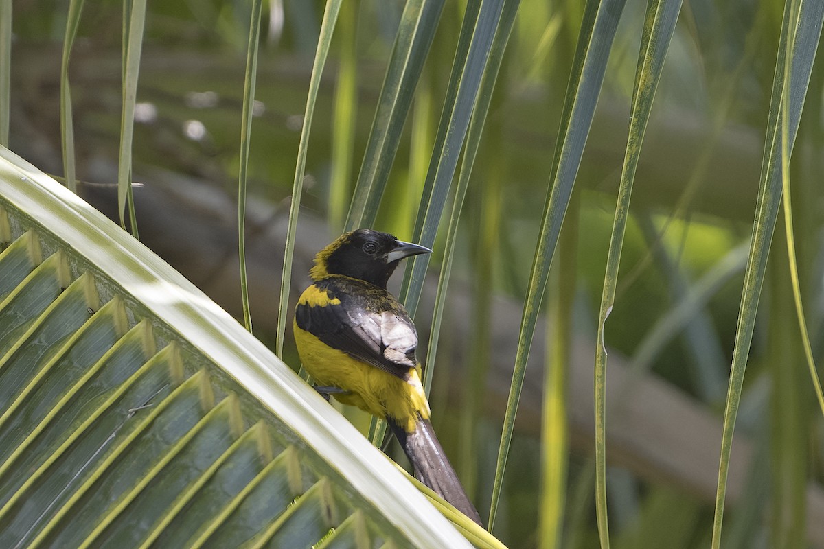 Black-cowled Oriole - Jérôme Benezet