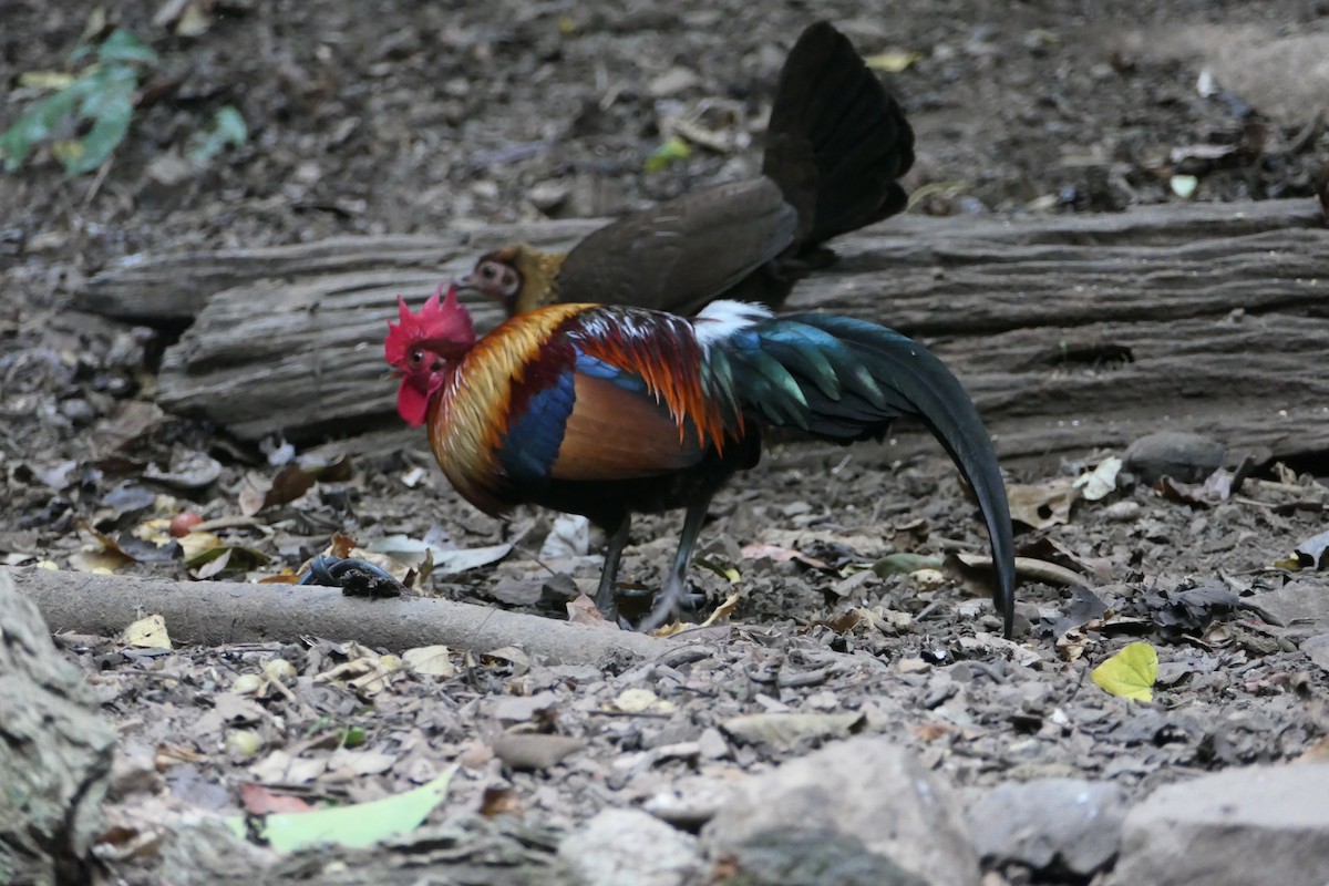 Red Junglefowl - ML623885355