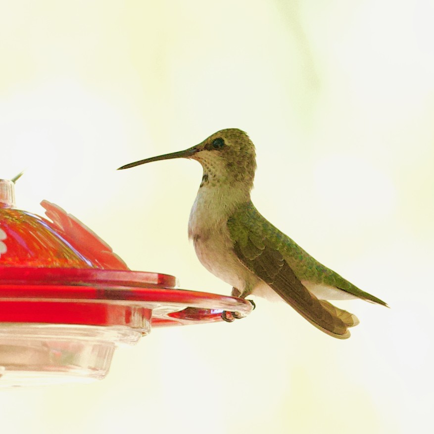 Black-chinned Hummingbird - ML623885361