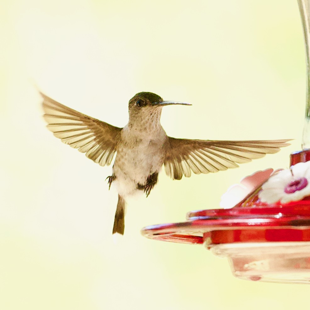 Black-chinned Hummingbird - ML623885371