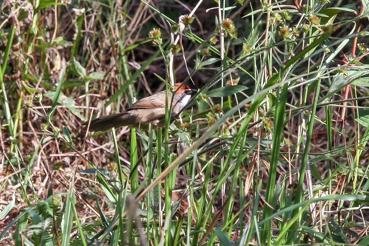 Chestnut-capped Babbler - ML623885400