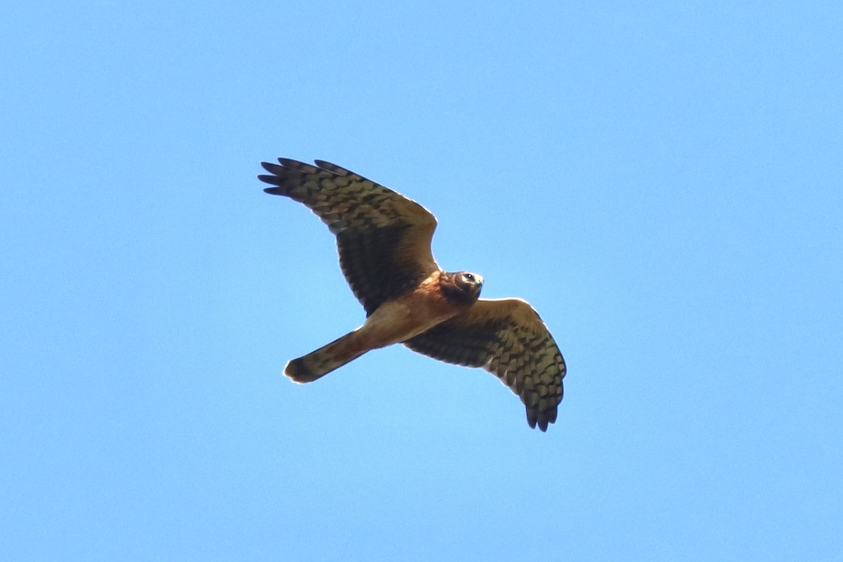 Northern Harrier - ML623885403