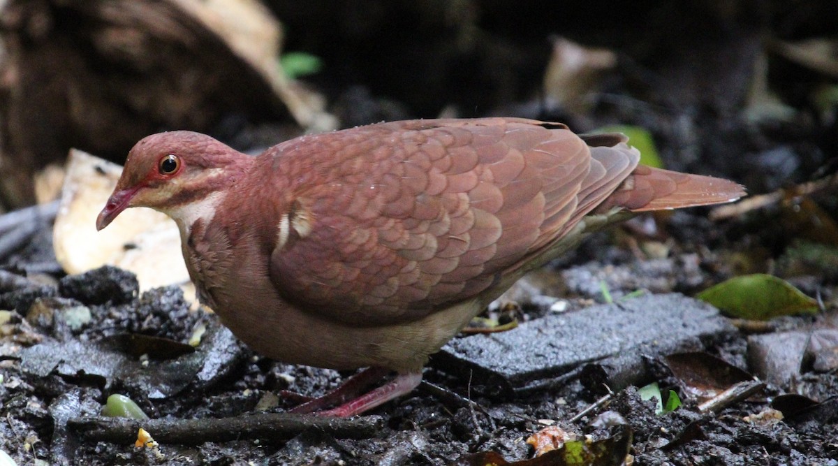 Ruddy Quail-Dove - ML623885422