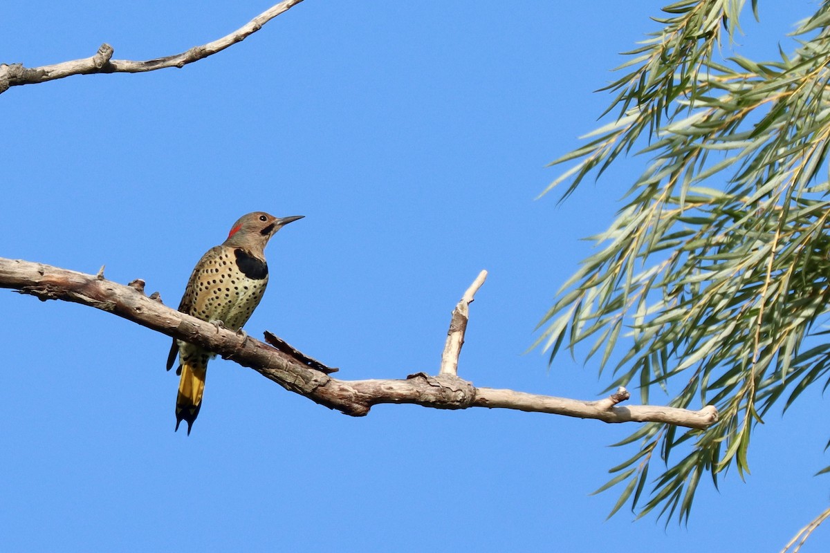 Northern Flicker - ML623885424