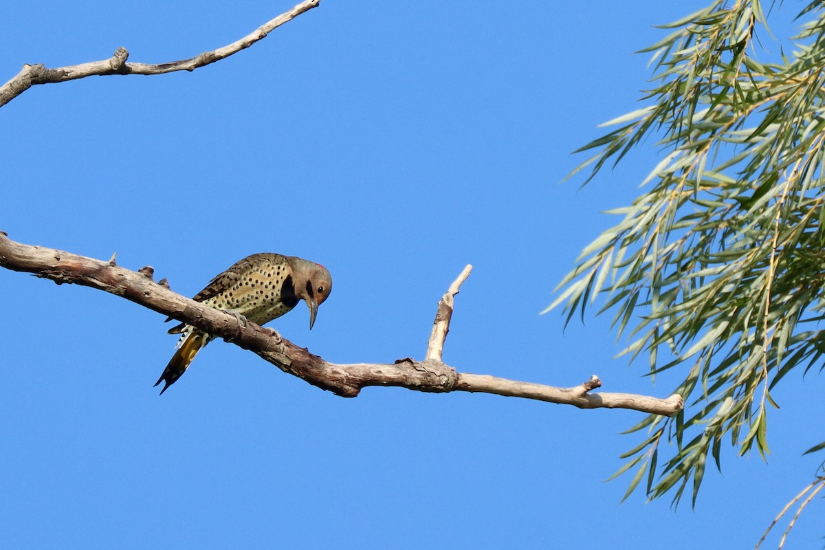 Northern Flicker - ML623885425