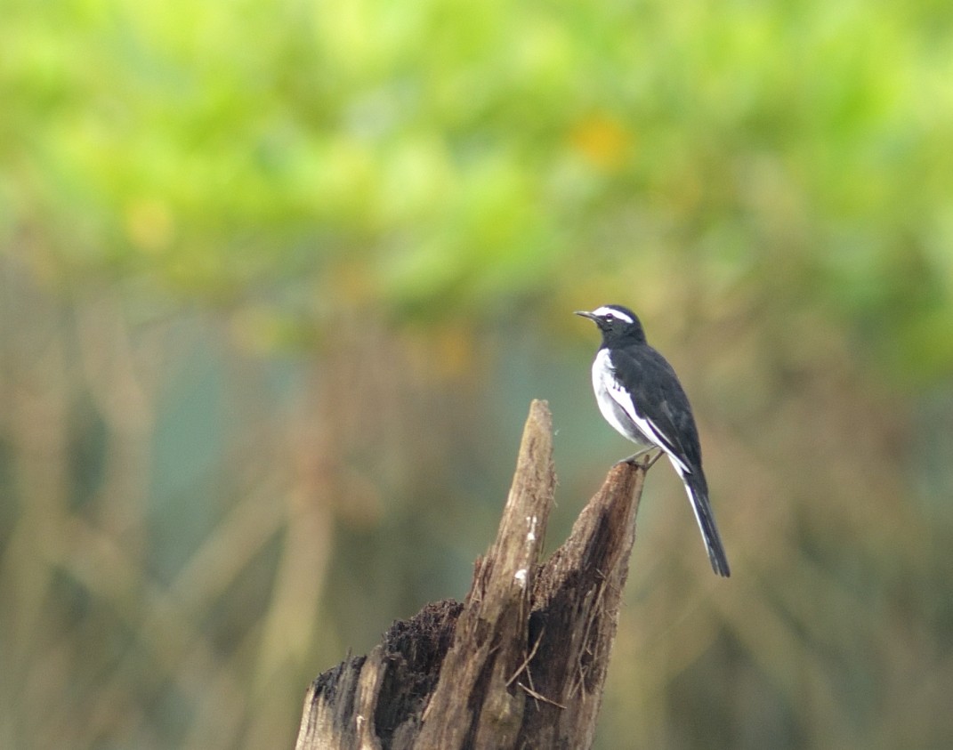 White-browed Wagtail - ML623885427