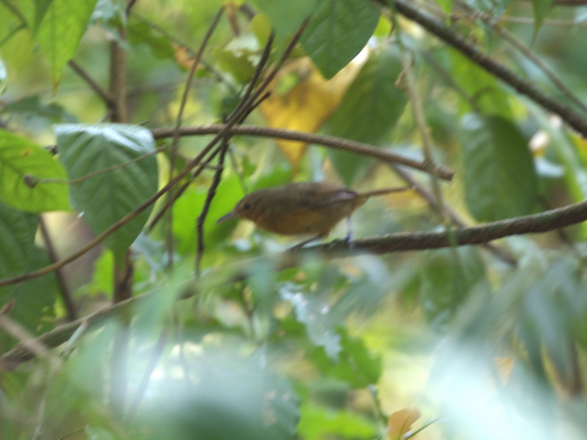 Dusky Antbird - Menachem Goldstein