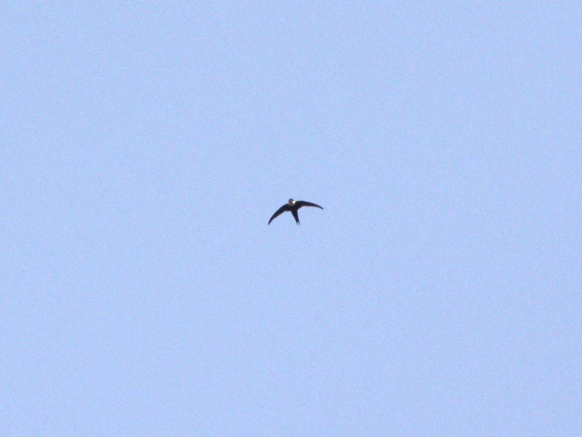 Lesser Swallow-tailed Swift - ML623885438