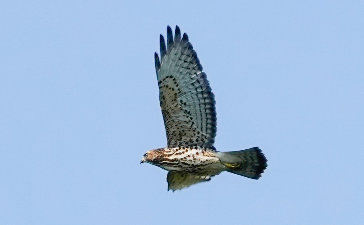 Broad-winged Hawk - ML623885441