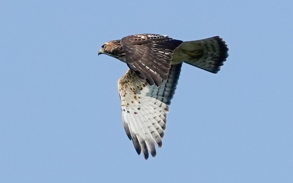 Broad-winged Hawk - ML623885442